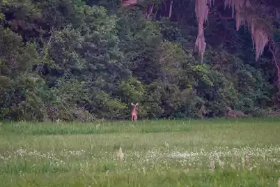 6001 Selkirk Plantation Road, Wadmalaw Island, SC 29487 - Photo 15
