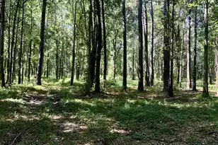 337 Weathers Farm Rd, Bowman, SC 29018 - Photo 55