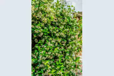 36 Harleston Place, Charleston, SC 29401 - Photo 75