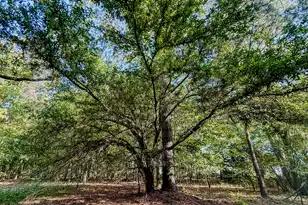 11481 Voorhees Rd, Denmark, SC 29042 - Photo 9