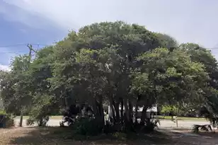 1904 Palmetto Blvd, Edisto Island, SC 29438 - Photo 29
