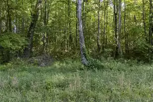 0 Botany Slopes Rd, Piedmont, SC 29673 - Photo 5
