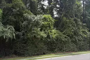 131 Highwoods Plantation Ave, Summerville, SC 29485 - Photo 35