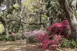 1513 Hwy 174, Edisto Island, SC 29438 - Photo 75