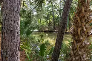 2143 Royal Pine Dr, Seabrook Island, SC 29455 - Photo 23