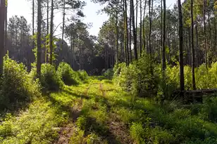 0 Hope Plantation Ln, Jacksonboro, SC 29452 - Photo 37