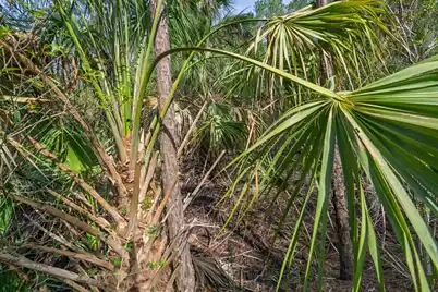 8326 Shell House Road, Edisto Island, SC 29438 - Photo 5