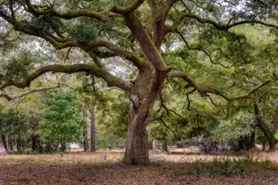 1708 Boyd N Hayes Rd, Johns Island, SC 29455 - Photo 21