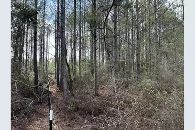 Tbd Red Oak Road, Cottageville, SC 29435 - Photo 3