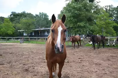 1155 Joseph Anthony Drive, Awendaw, SC 29429 - Photo 1