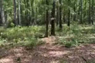 0 White Sands Rd, Walterboro, SC 29488 - Photo 1