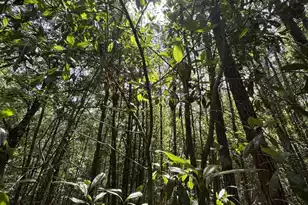 0 Cottonwood Ln, Walterboro, SC 29488 - Photo 1