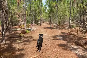 Ppf 10 Payne Pond Road #Ppf 10, Westville, SC 29175 - Photo 1