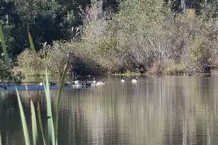 3644 Lake Marston Dr, Orangeburg, SC 29118 - Photo 1