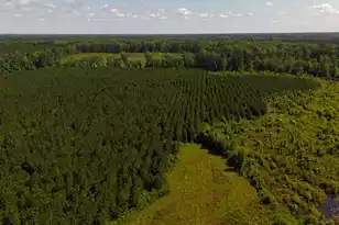 0 Palmetto Sands Rd, Branchville, SC 29432 - Photo 1