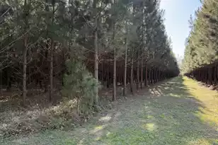 0 Polk Rd, Islandton, SC 29929 - Photo 1