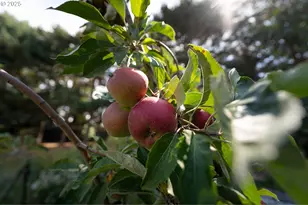 1108 N Hadley Rd, Newberg, OR 97132 - Photo 35