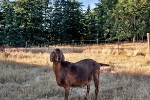 37658 S Hwy 213, Mt. Angel, OR 97362 - Photo 43