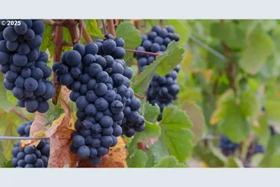 10660 SW Youngberg Hill Rd, McMinnville, OR 97128 - Photo 47