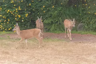 15604 Napa Ln, Brookings, OR 97415 - Photo 33