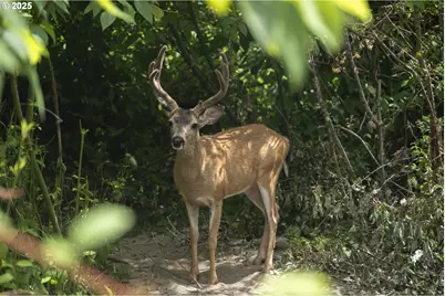 485 Brown St, Glide, OR 97443 - Photo 41