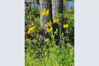 12 Mt Adams View Rd, Lyle, WA 98635 - Photo 47