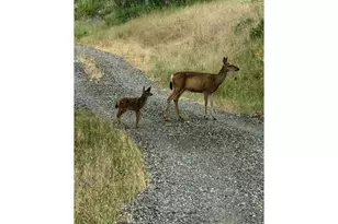 12 Mount Adams View Rd, Lyle, WA 98635 - Photo 45