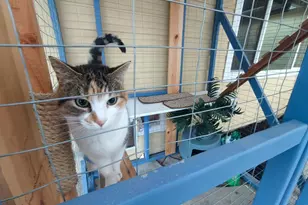 13414 NW Indian Spring Dr, Vancouver, WA 98685 - Photo 29