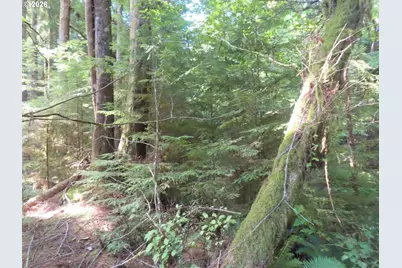 State Route 101, South Bend, WA 98586 - Photo 23