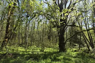 Mill Falls Ln, Longview, WA 98632 - Photo 1