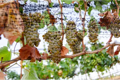 3475 Three Mile Rd, The Dalles, OR 97058 - Photo 17