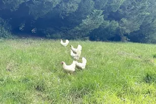 814 NW Pleasant View Dr, La Center, WA 98629 - Photo 17