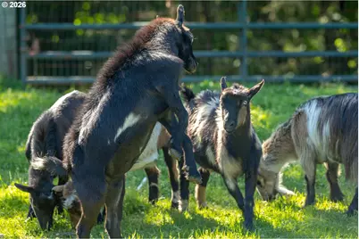 9999 SW Vine Maple Dr, McMinnville, OR 97128 - Photo 43