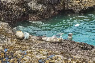 680 Coolidge Ln, Yachats, OR 97498 - Photo 43