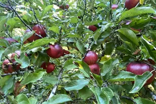 30 Winchuck River Rd, Brookings, OR 97415 - Photo 31