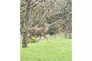 922 Fern Pl, Reedsport, OR 97467 - Photo 5