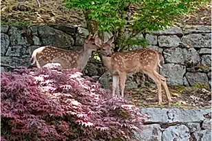 1224 Tyndall Ct, Lake Oswego, OR 97034 - Photo 43