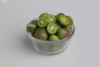 23301 SW (23220) McKibben Rd, Sheridan, OR 97378 - Photo 27