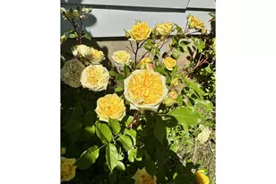 402 Skelton Rd, Stevenson, WA 98648 - Photo 39