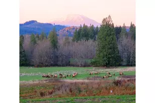39827 NE Gerber-McKee Rd, Amboy, WA 98601 - Photo 47