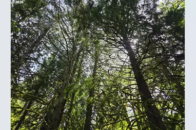 Lewis Cemetery Rd, Silverton, OR 97381 - Photo 5