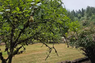 1860 Oar Creek Rd, Reedsport, OR 97467 - Photo 5