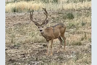 73720 Indian Creek Rd, Imnaha, OR 97842 - Photo 3