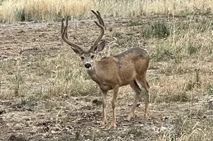 73720 Indian Creek Rd, Imnaha, OR 97842 - Photo 3