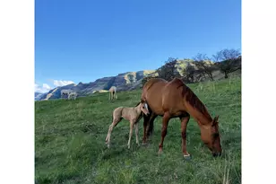 73720 Indian Creek Rd, Imnaha, OR 97842 - Photo 5