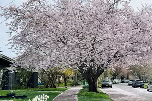 4124 SE Ash St, Portland, OR 97214 - Photo 45