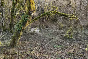 65586 Nehalem Hwy, Vernonia, OR 97064 - Photo 37