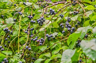 40153 Booth Kelly Rd, Springfield, OR 97478 - Photo 37