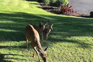 197 Manderville Ln, Roseburg, OR 97471 - Photo 7