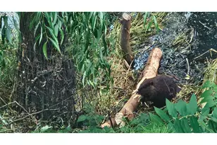 2055 SE Oak Crest Dr, Hillsboro, OR 97123 - Photo 43